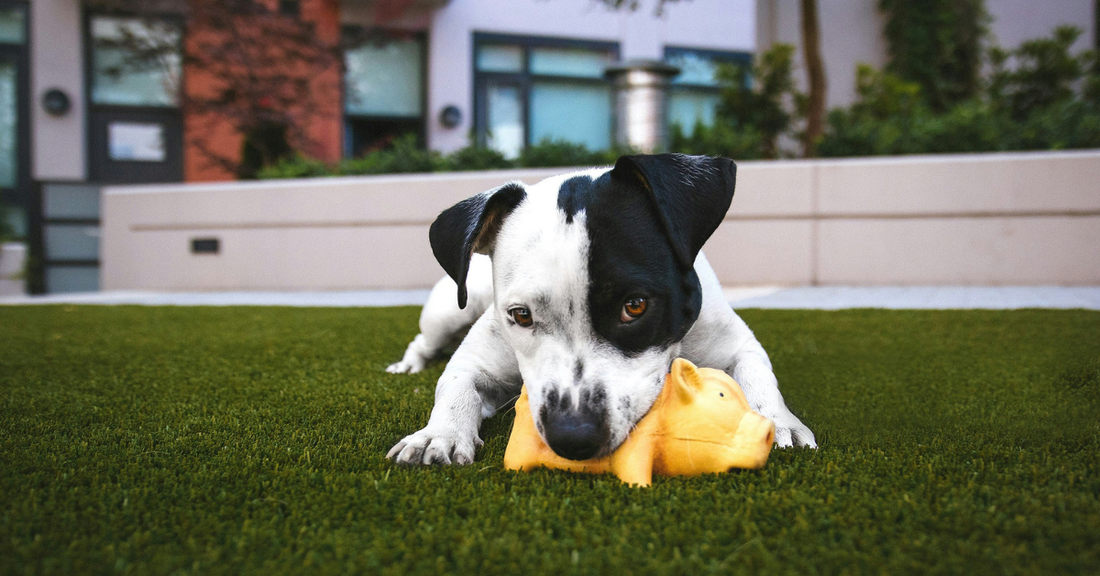 The Pet Owner's Guide to Eco-Friendly Accessories: Choosing Safer, Greener Gear for Dogs & Cats