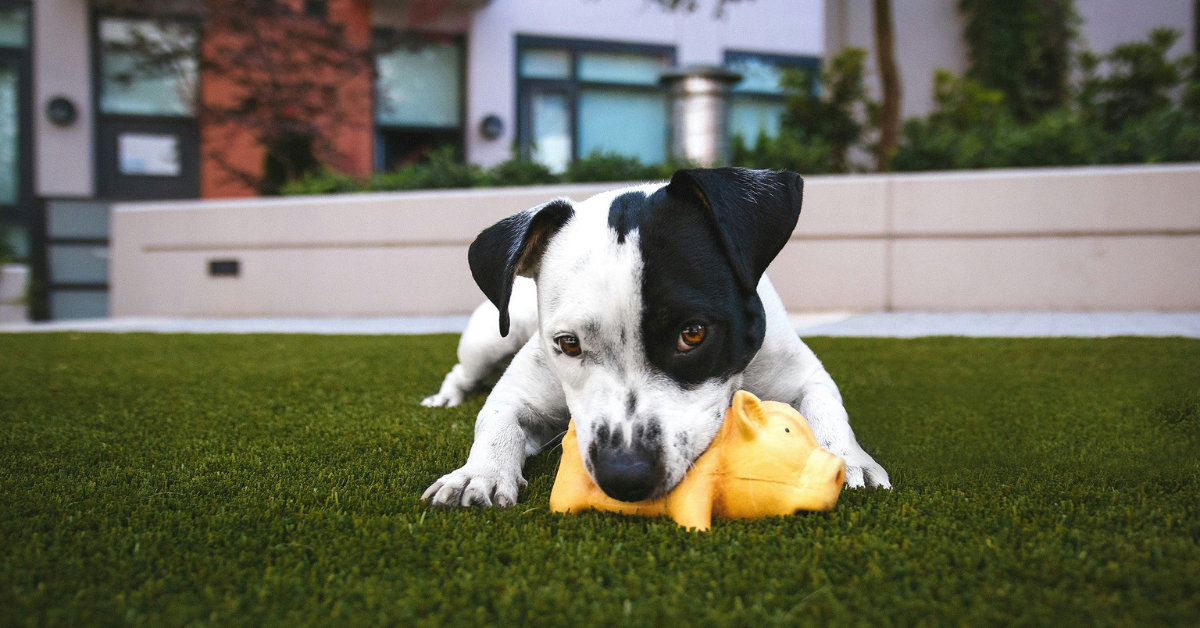 Eco-Friendly Pet Accessories: Safer, Greener Gear for Dogs & Cats