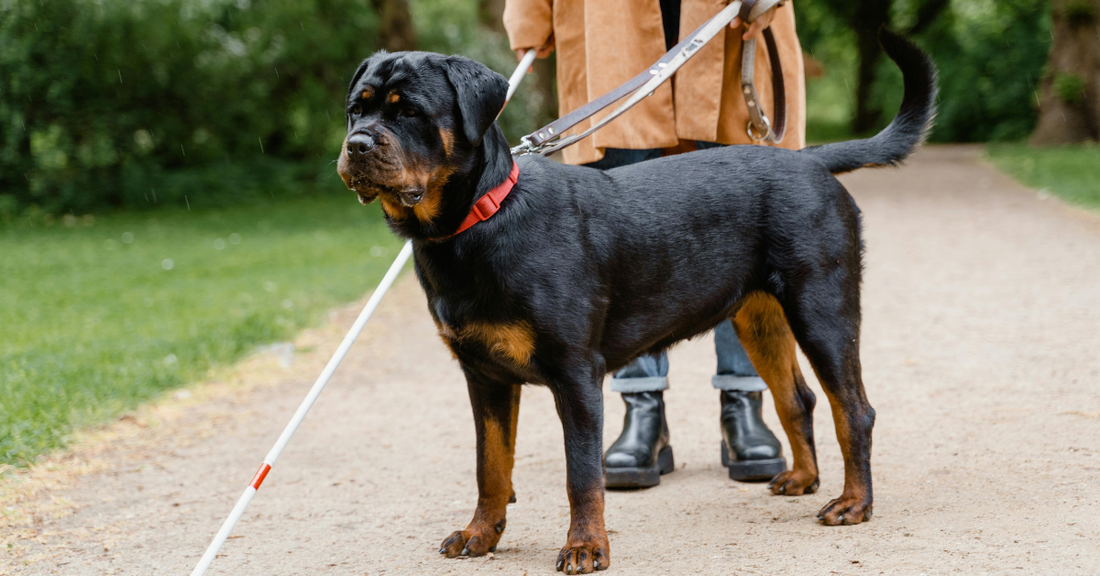 The Psychology of Dogs and Enrichment: Why Toys Matter More Than Walks Alone