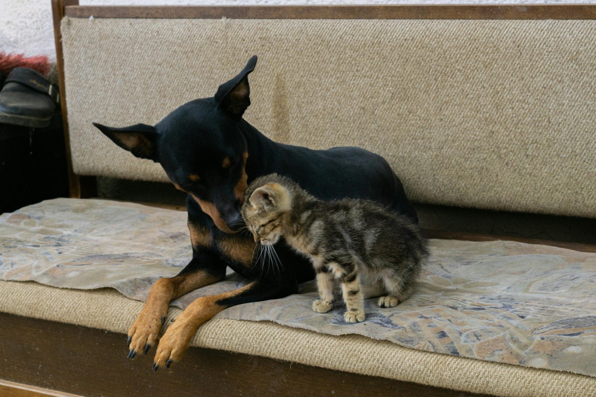 5 Silent Signs of Pain in Pets That Every Owner Misses