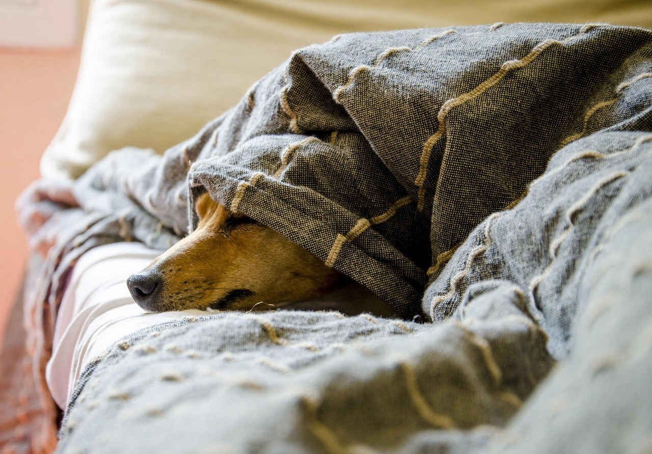 Seasonal Allergies in Pets: Could Non-Toxic Home and Play Items Help?