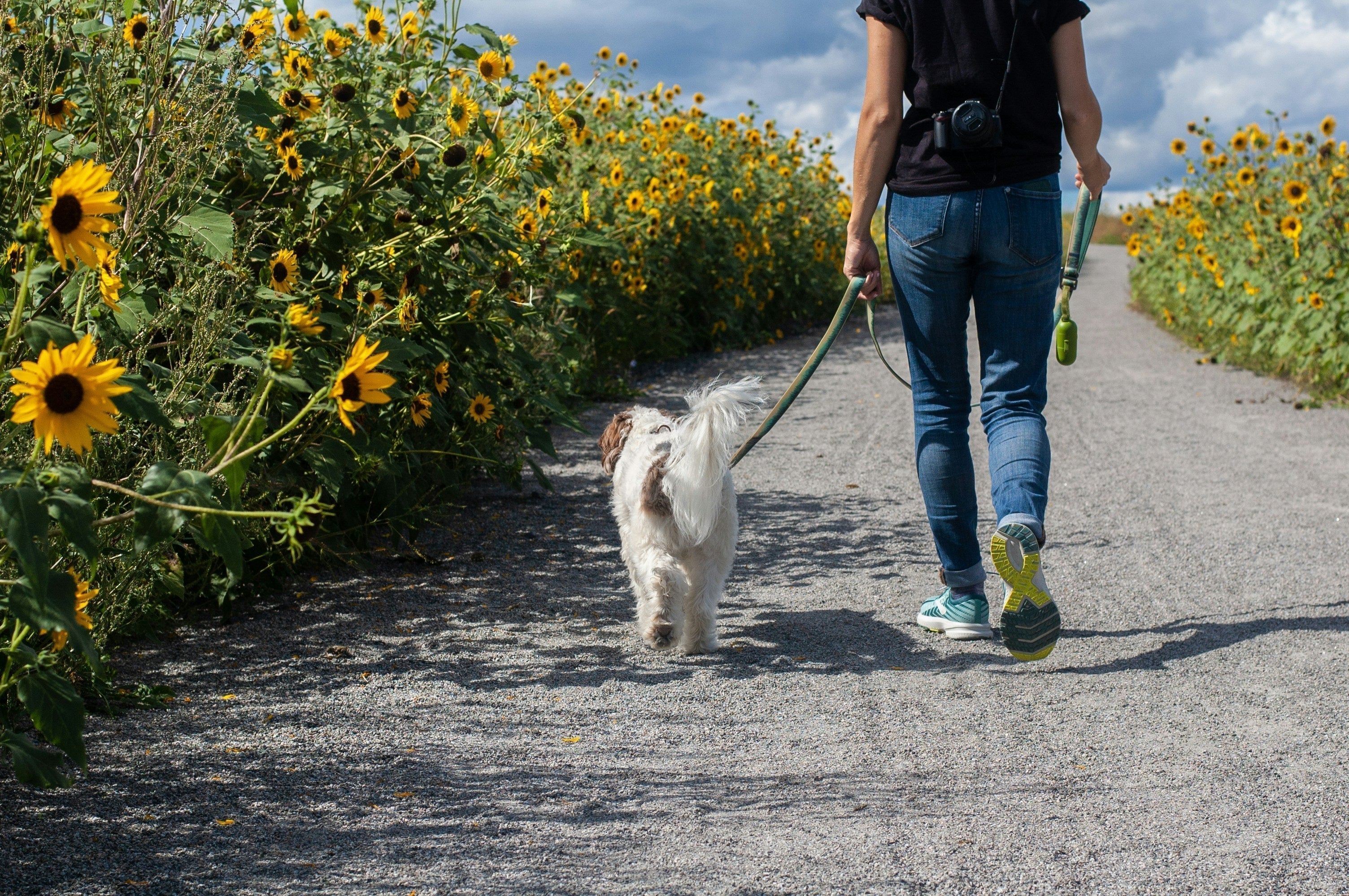 Sustainable Dog Walking: Turning Daily Walk into Low-Impact Adventures