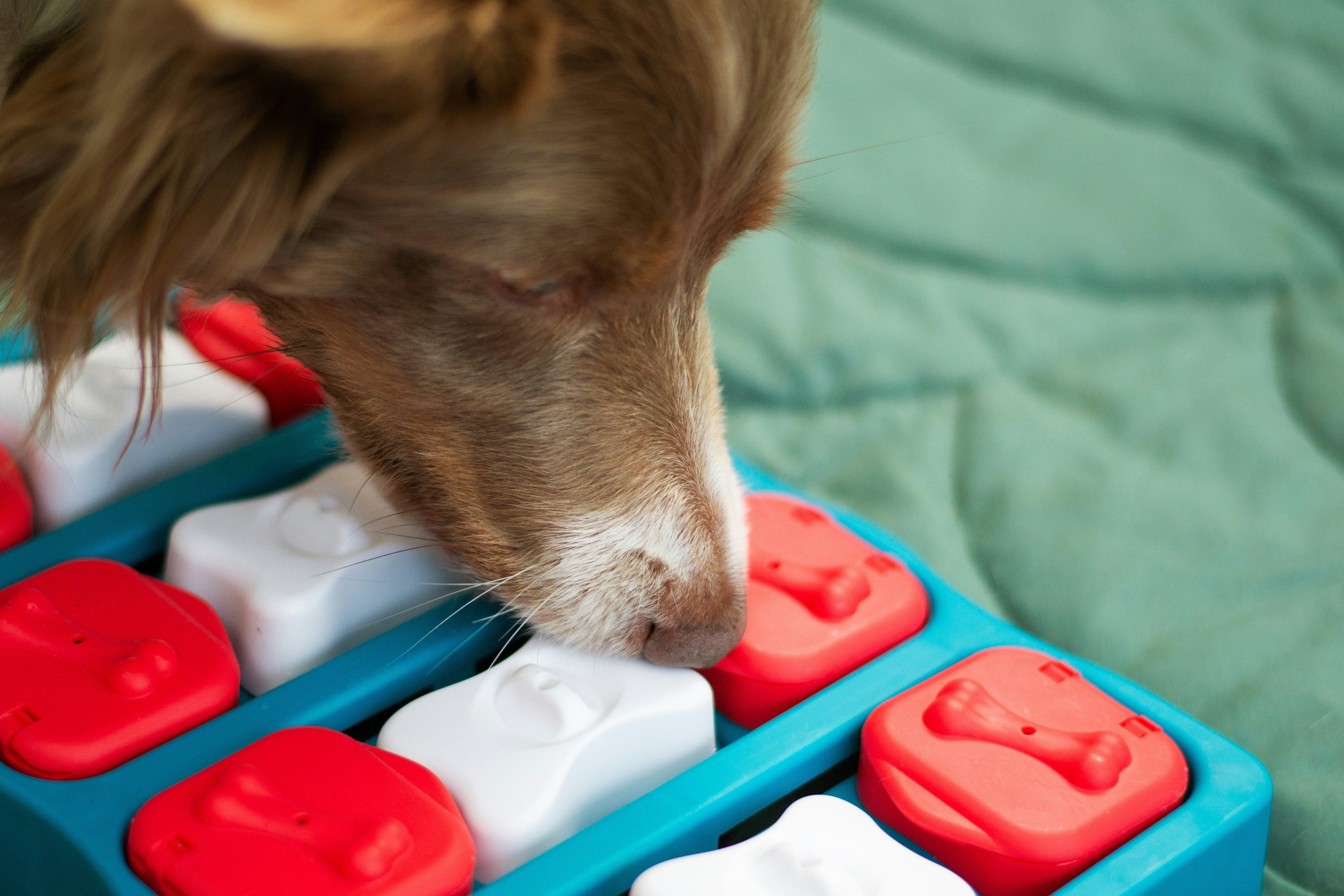 Enrichment Dog Toys: Choosing Toys That Stimulate Your Pet's Mind