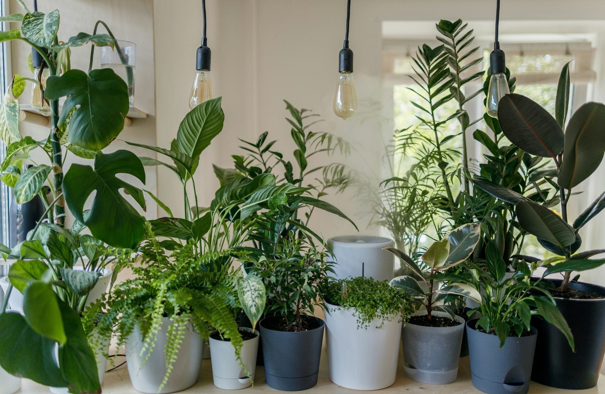 10 Common Household Plants That Are Toxic to Cats and Dogs