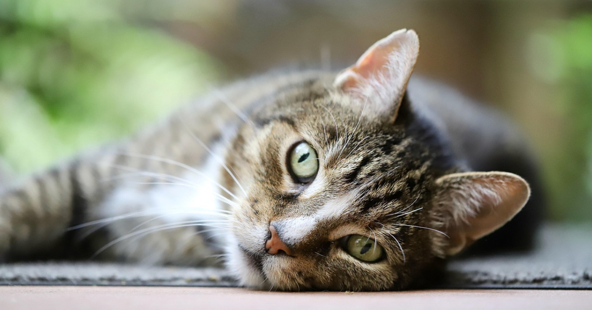 Cat Psychology & Enrichment: Why Stimulation Matters Beyond Sleep