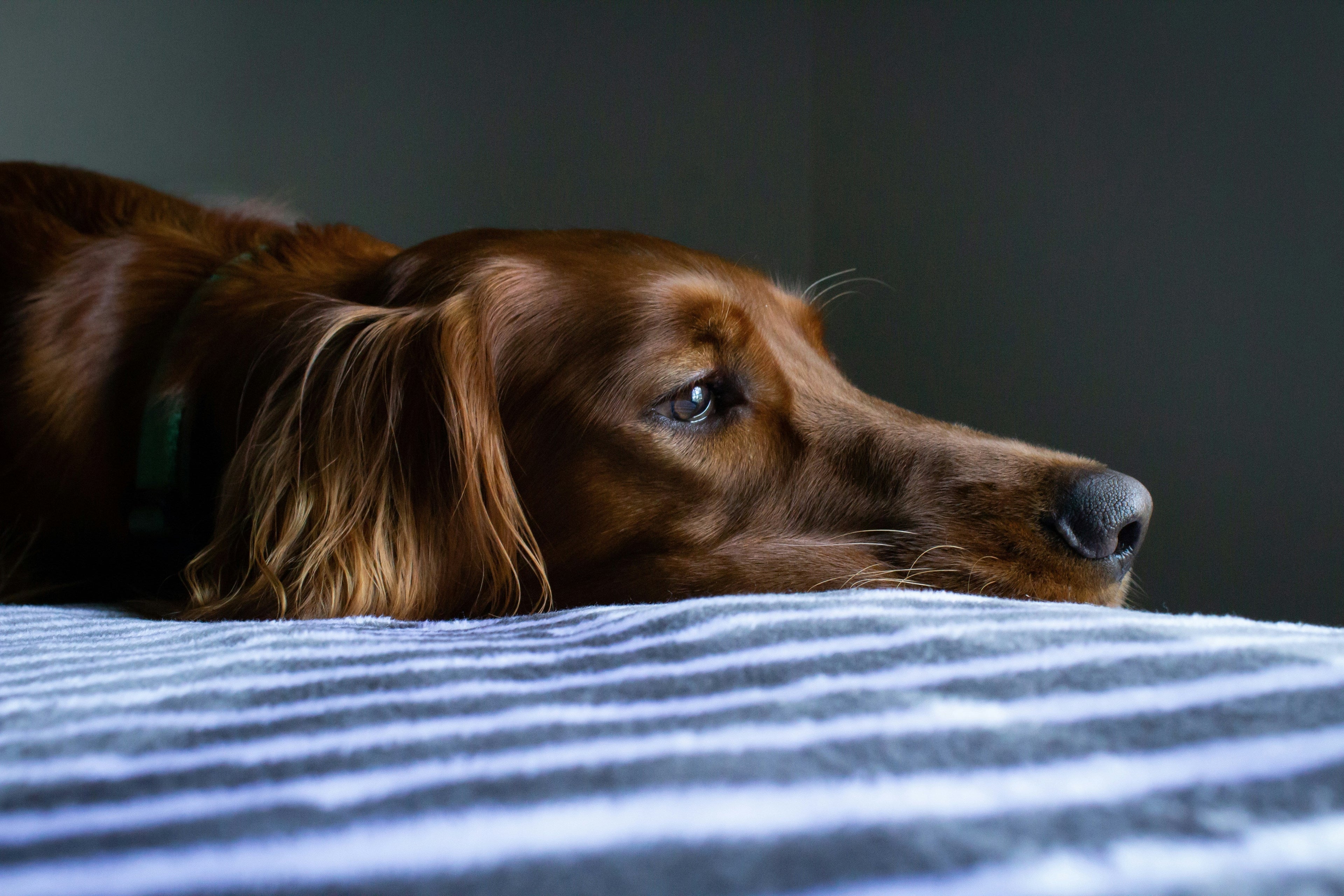 How Pet Accessories Affect Dog Stress Levels: What Actually Matters