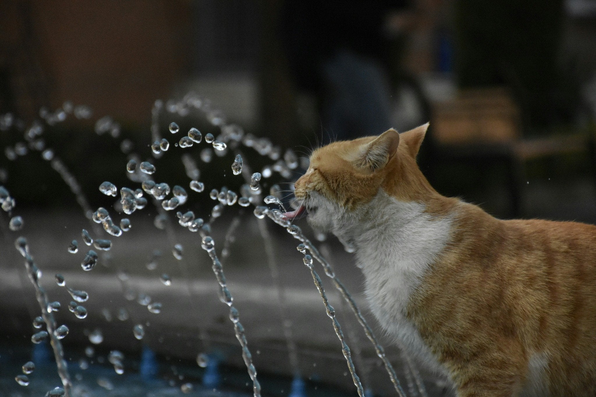 How to Encourage Your Cat to Drink More Water