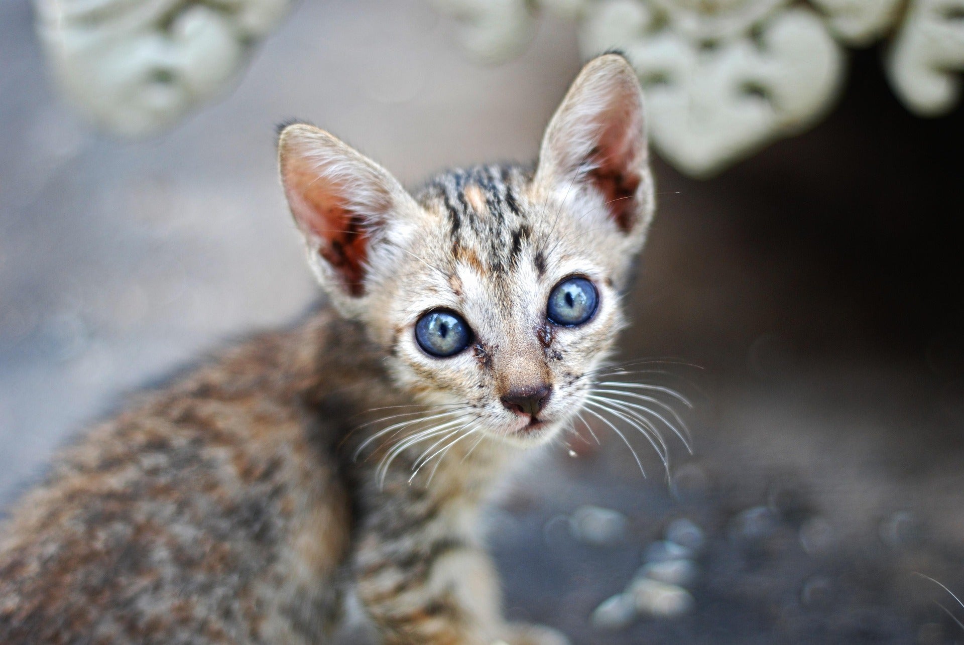 Is Your Pet Dehydrated? Crucial Signs of Dehydration in Dogs and Cats