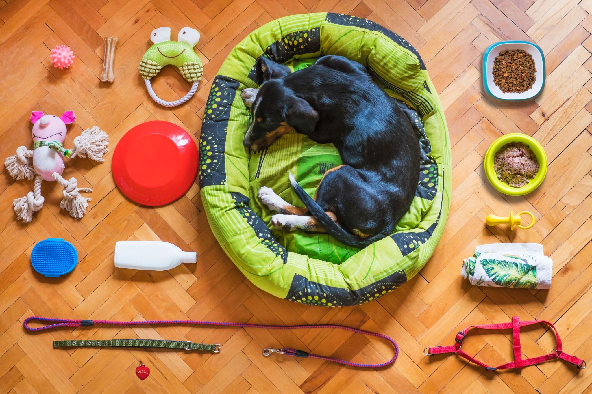 Natural vs. Synthetic Pet Materials: Which Is Actually Safer for Your Pet?