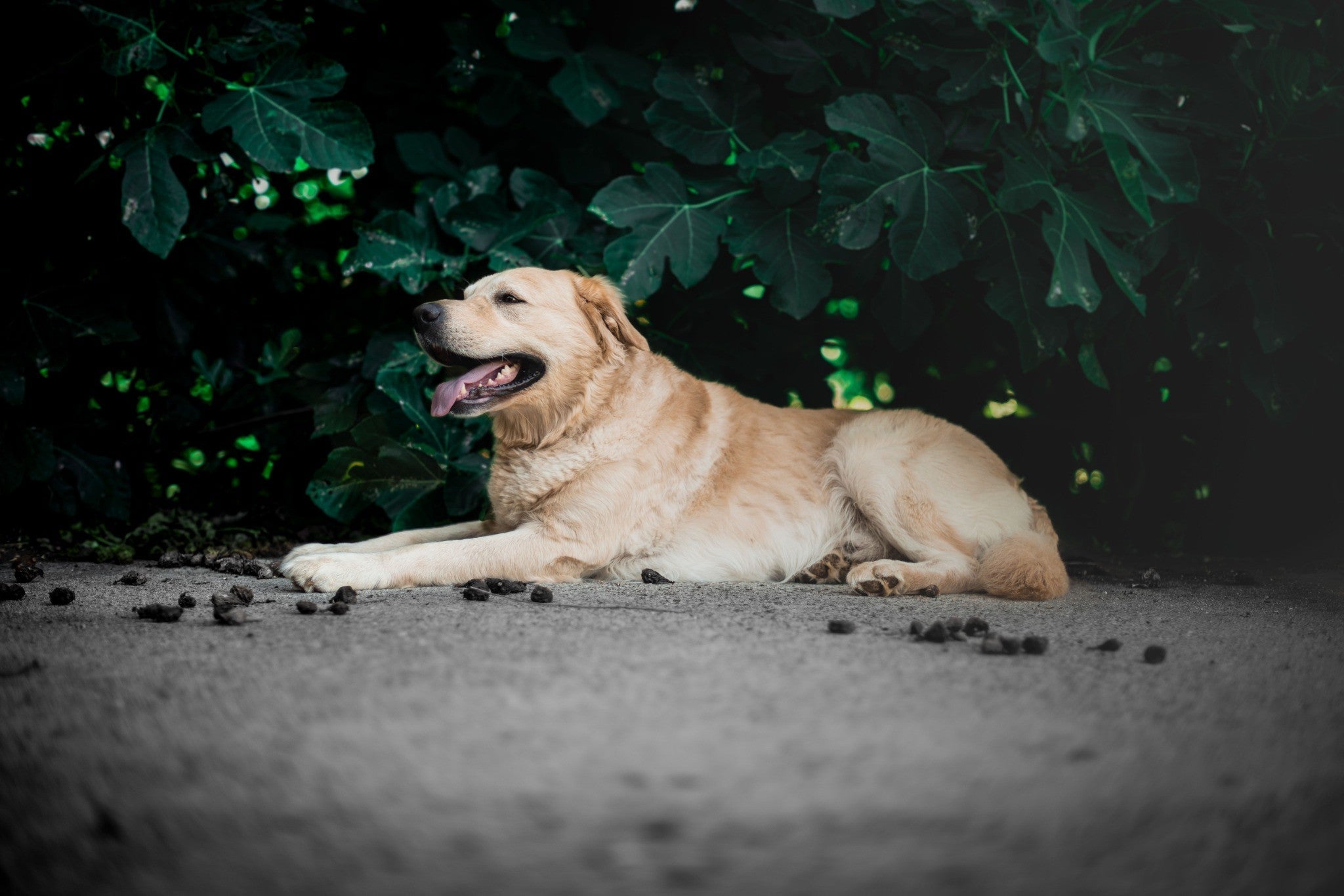 Beyond Plastic: Biodegradable Poop Bags Are Non-Negotiable