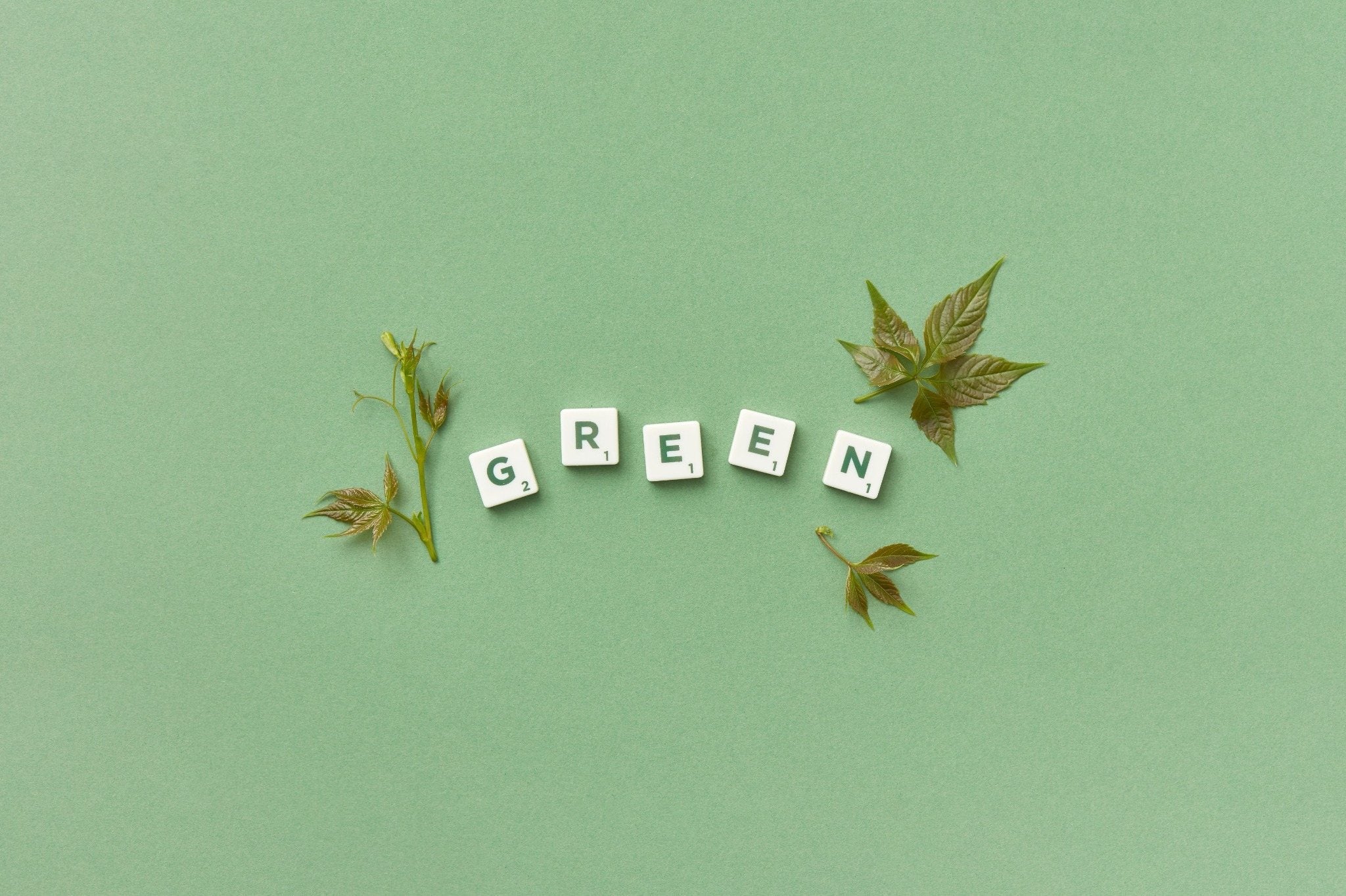 Eco Friendly Pet Accessories: A Guide for Conscious Pet Parents