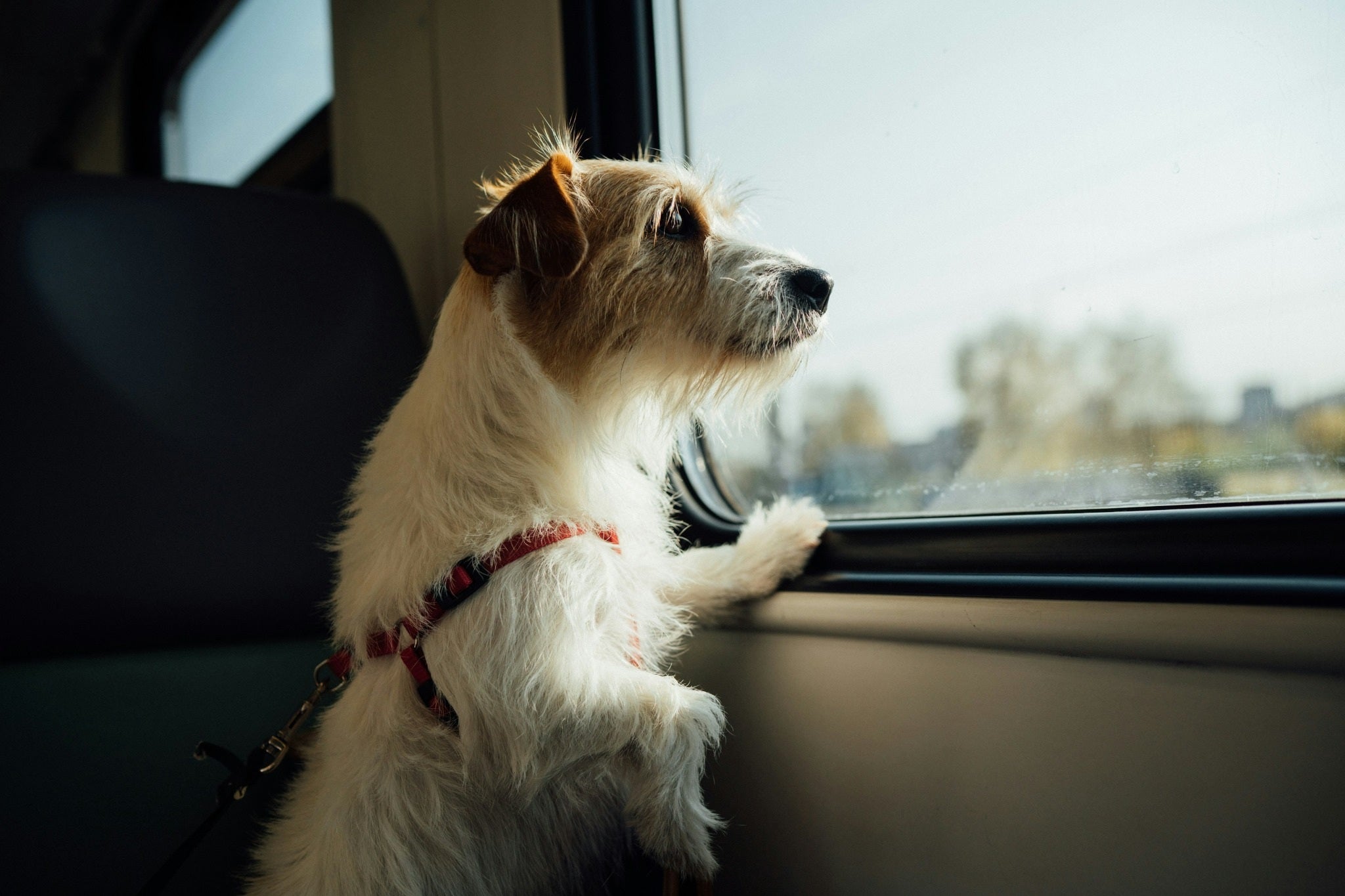 On the Go: Travel Hydration Tips for Active Dogs and Cats