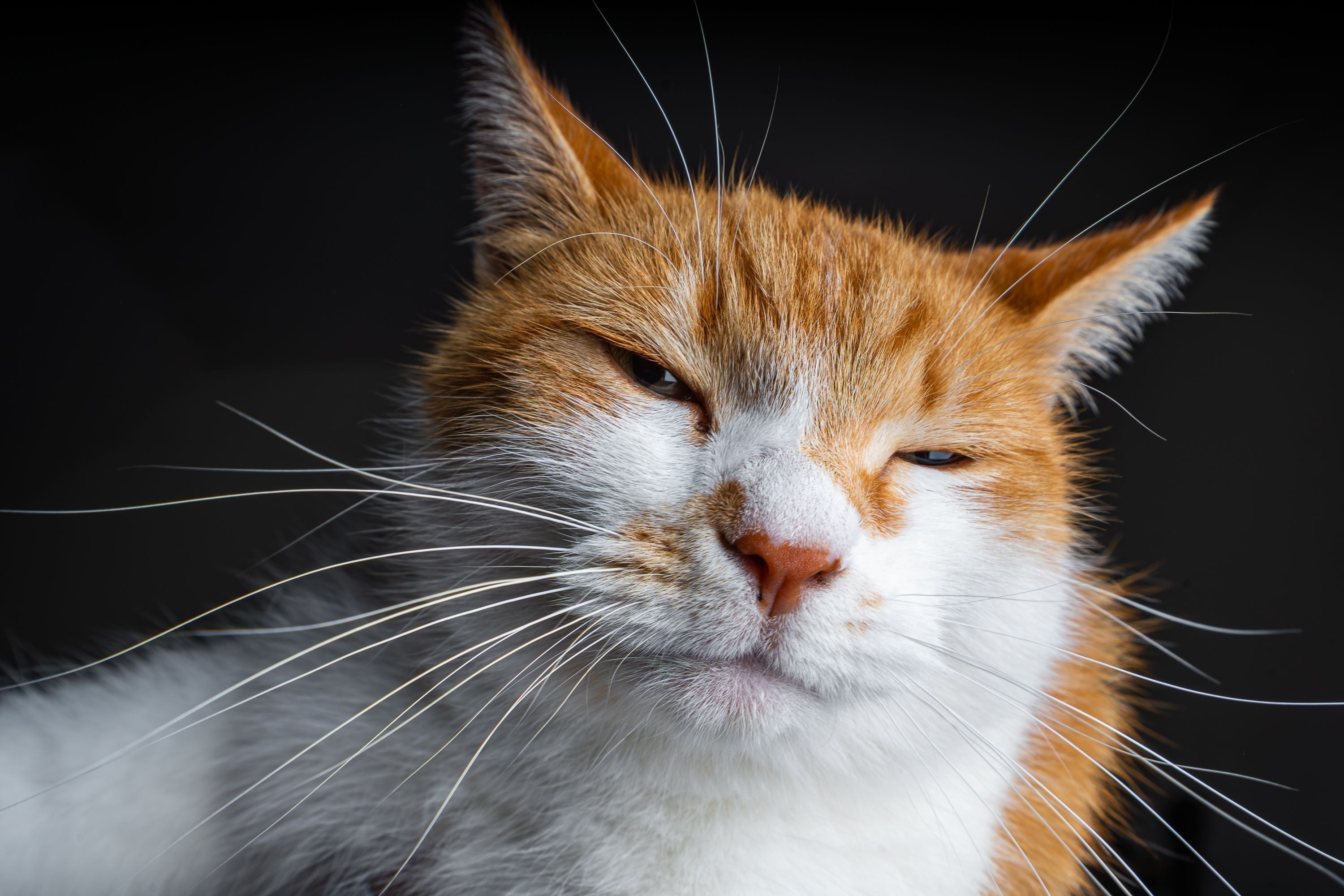 Whisker Fatigue in Cats. What the Science Actually Says